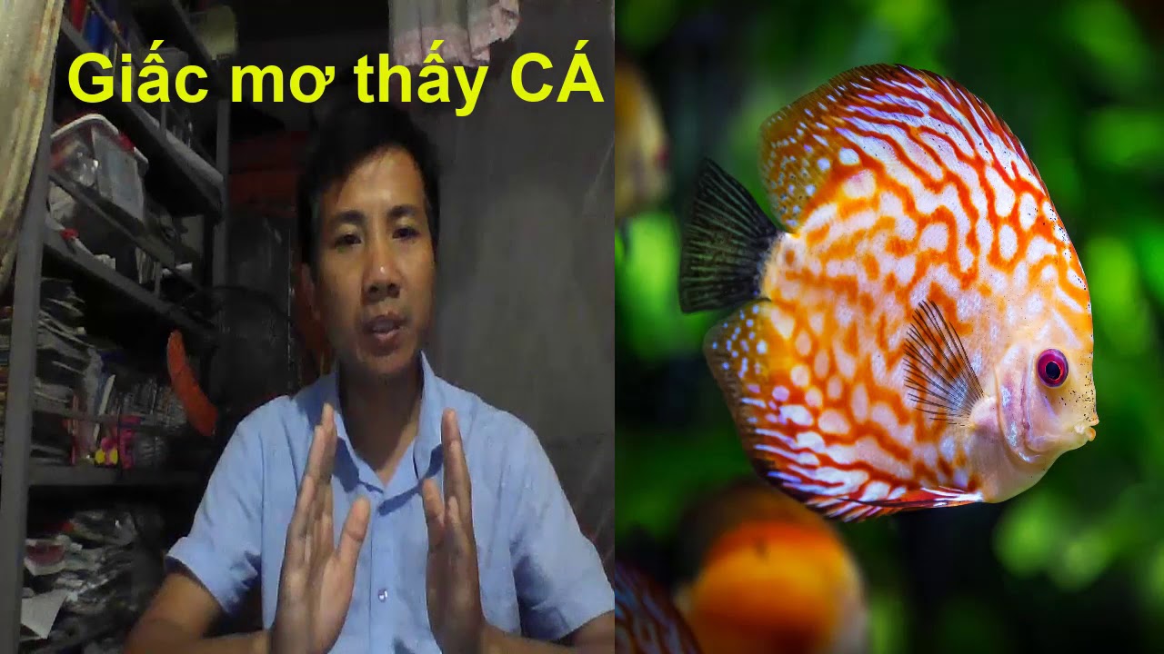 Người nằm mơ thấy cá bơi trong nước