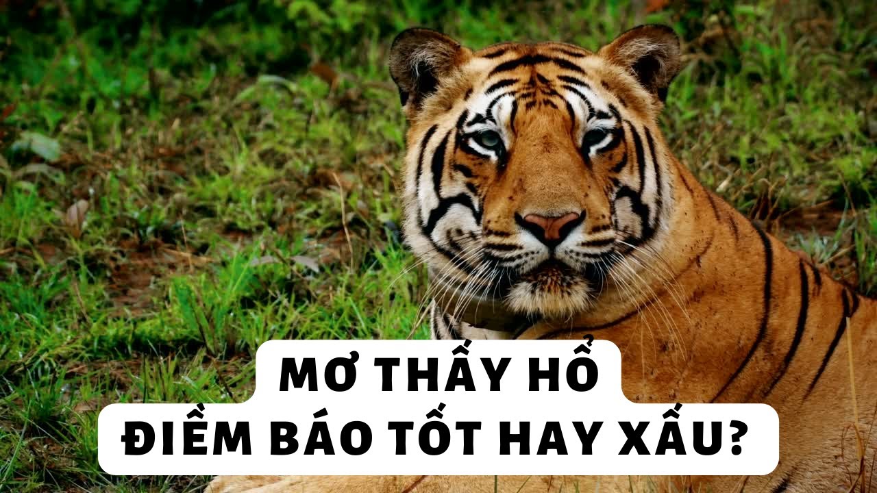 Hổ xuất hiện trong giấc mơ ý nghĩa gì