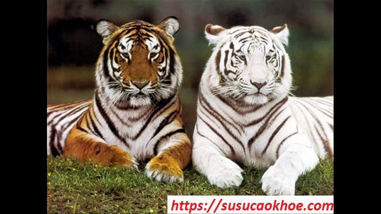 Hổ xuất hiện trong giấc mơ ý nghĩa gì