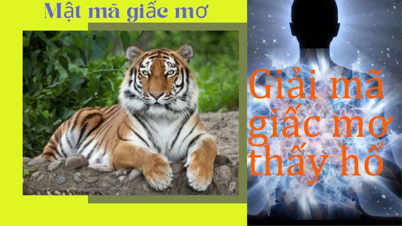 Hổ xuất hiện trong giấc mơ ý nghĩa gì