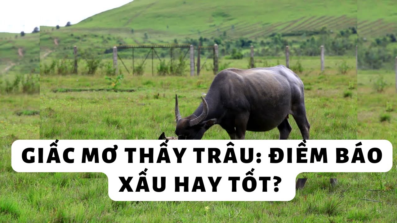 Trâu đứng trên đồng cỏ trong giấc mơ