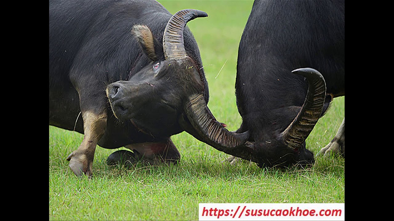 Trâu đứng trên đồng cỏ trong giấc mơ
