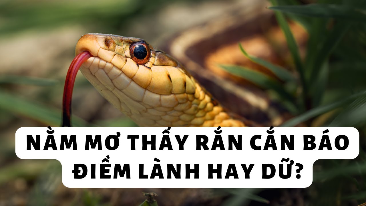 Người ngủ nằm mơ thấy rắn cắn trong đêm