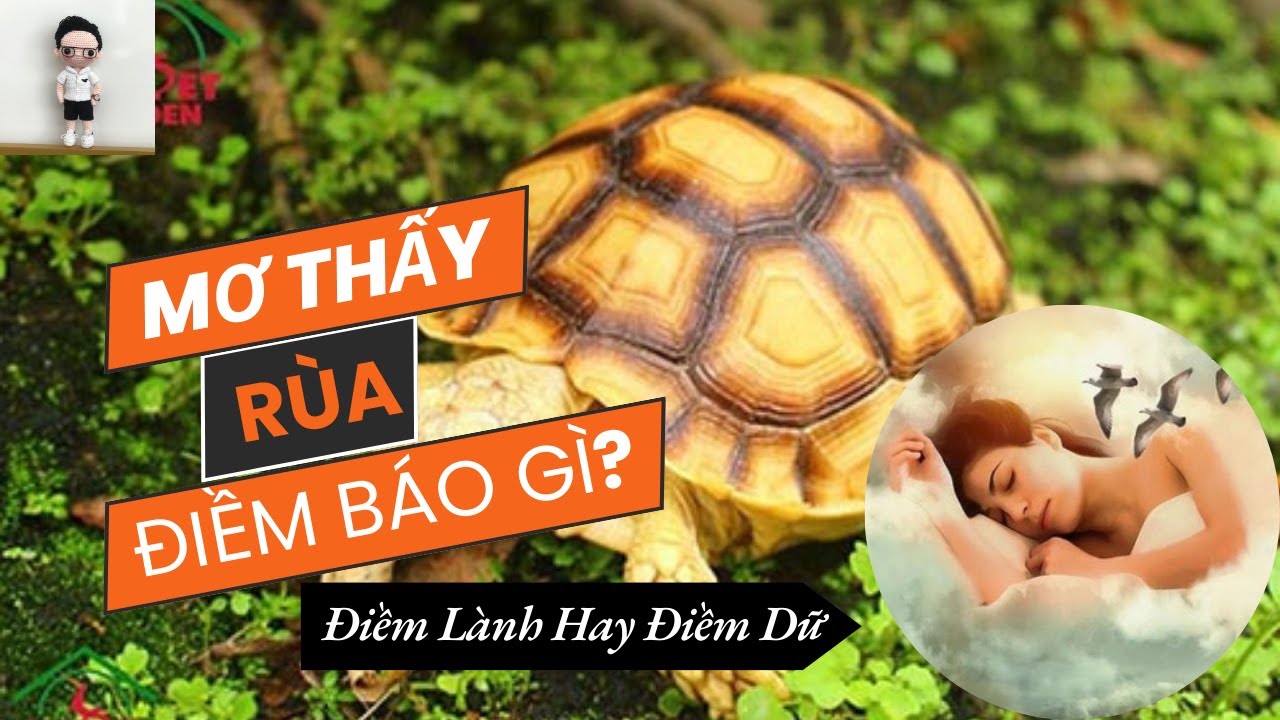 Rùa xuất hiện trong giấc mơ ban đêm