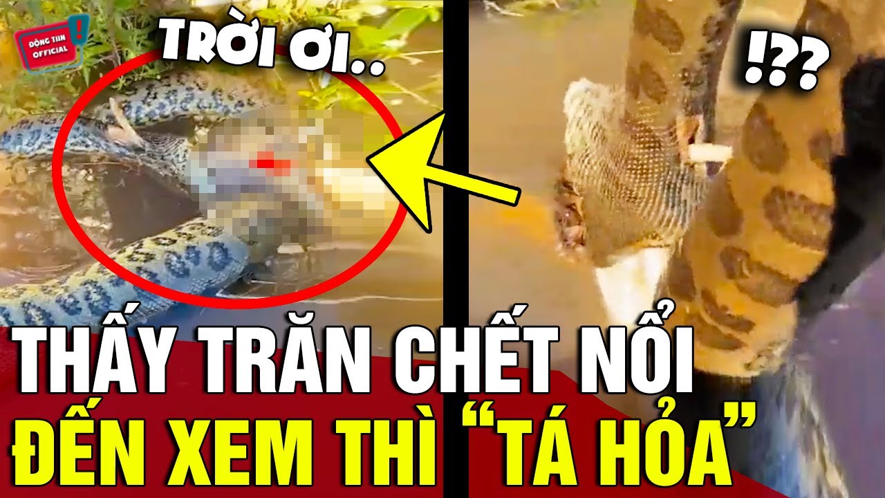 Trăn xuất hiện trong giấc mơ ban đêm