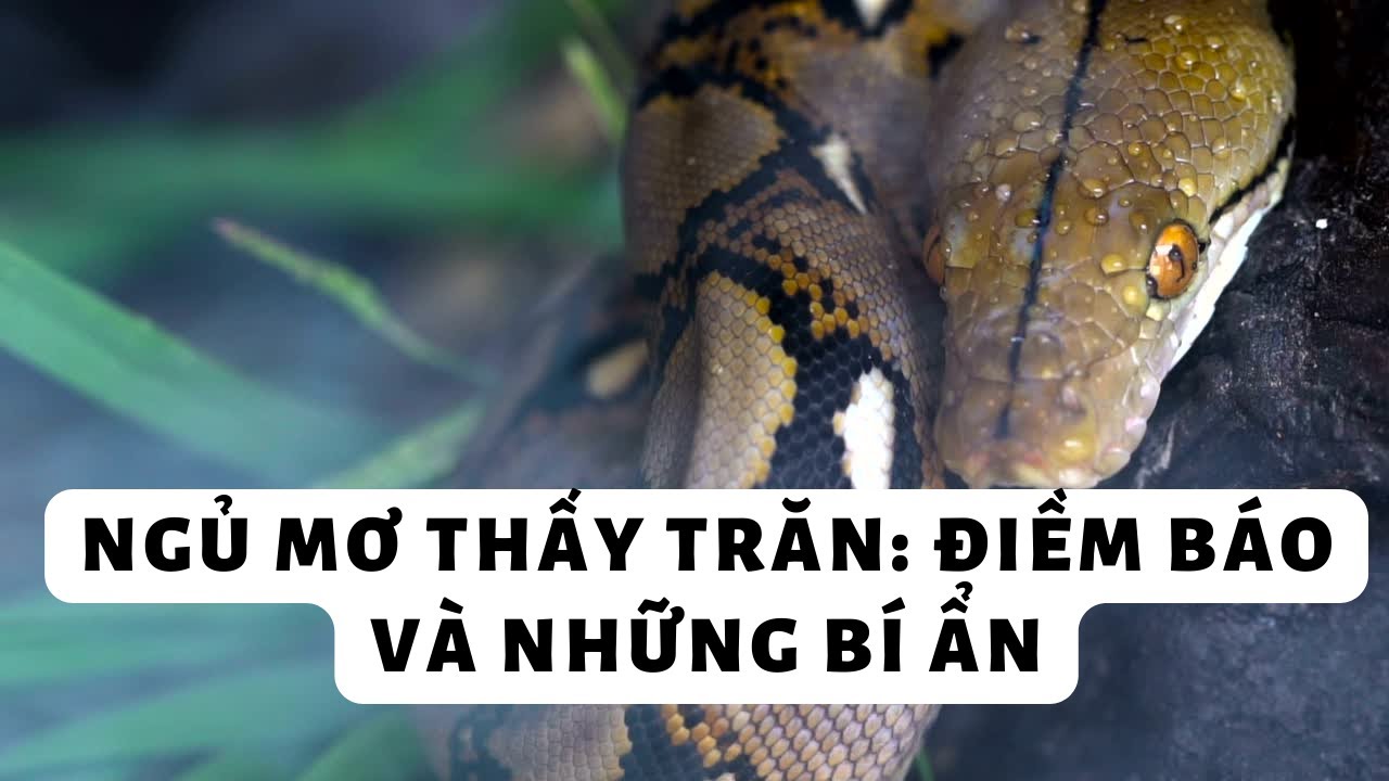 Trăn xuất hiện trong giấc mơ ban đêm