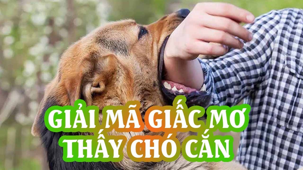 Chó cắn trong giấc mơ và ý nghĩa của nó