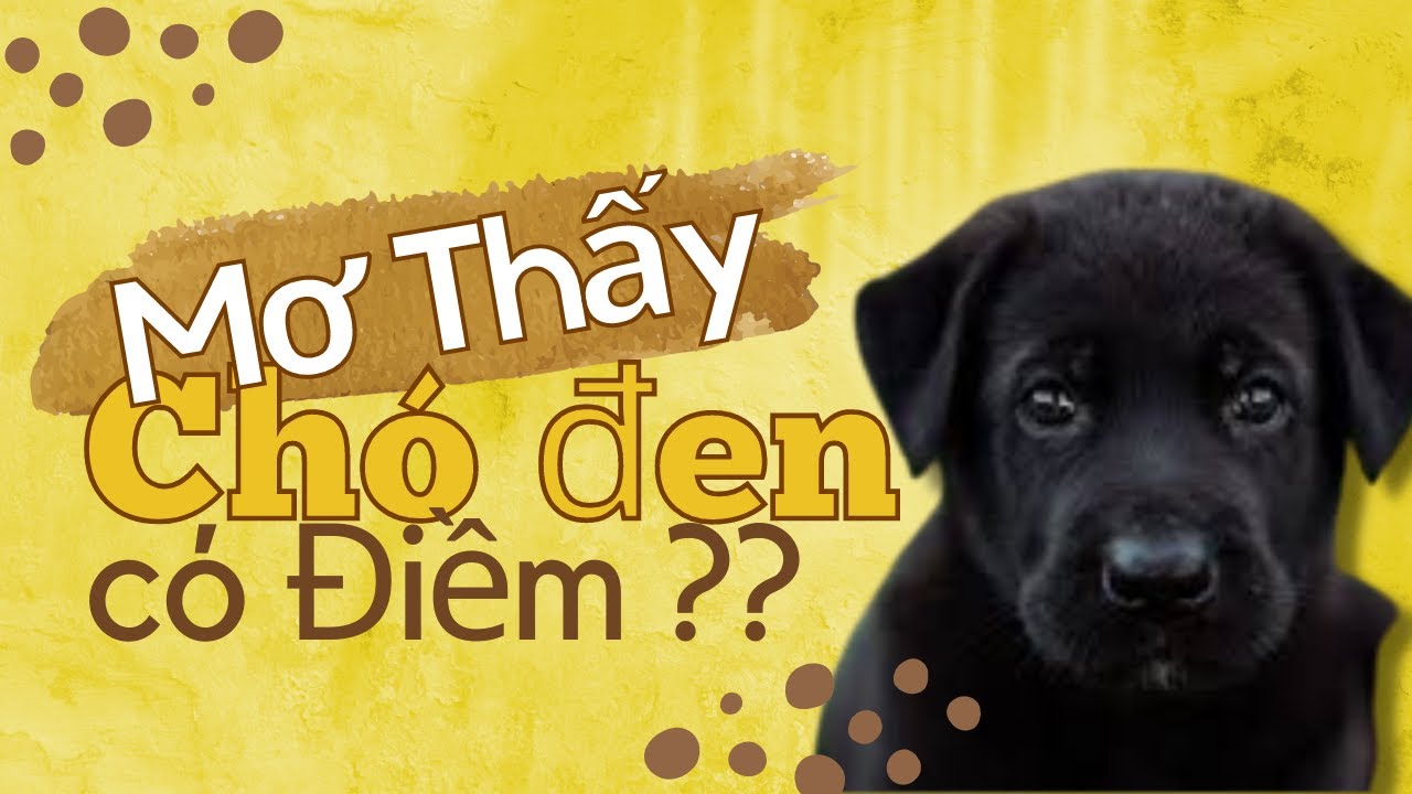 Chó đen xuất hiện trong giấc mơ ban đêm