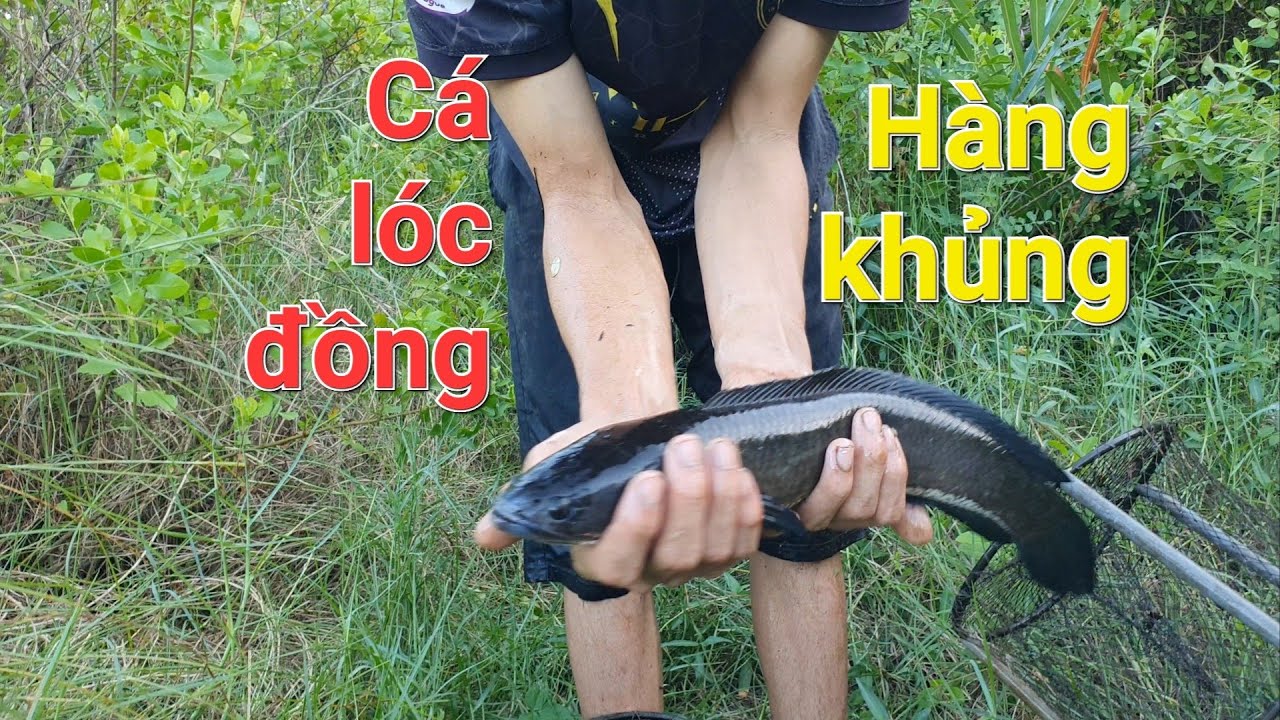Cá lóc xuất hiện trong giấc mơ ý nghĩa gì