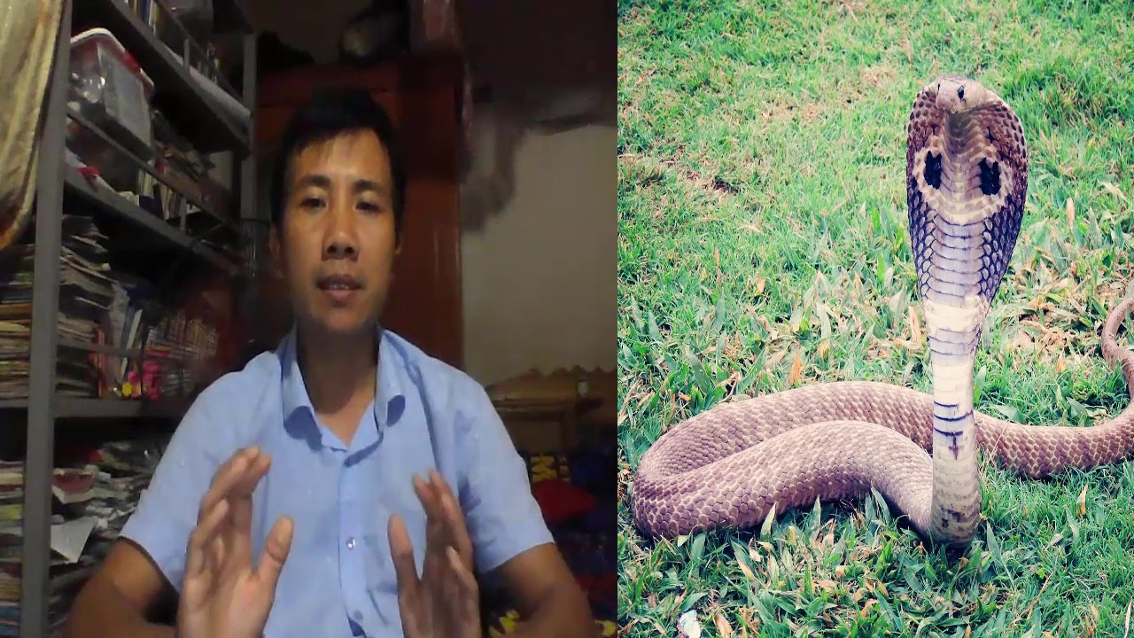 Người đàn ông mơ thấy mình giết rắn trong đêm