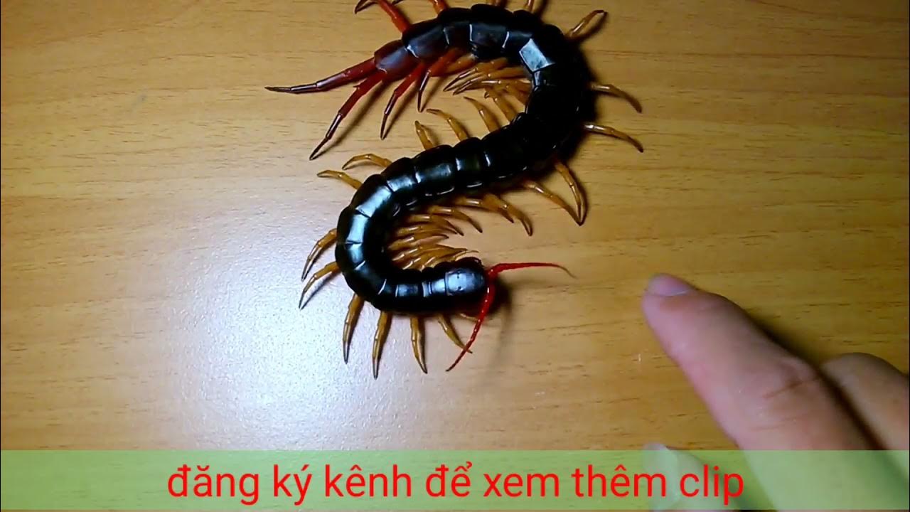 Rết bò trên nền đất trong giấc mơ