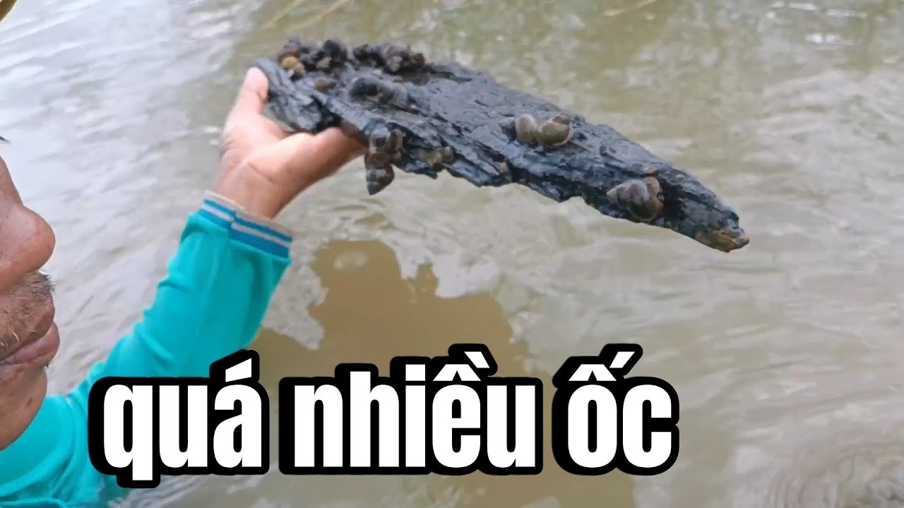 Nhiều con ốc xuất hiện trong giấc mơ