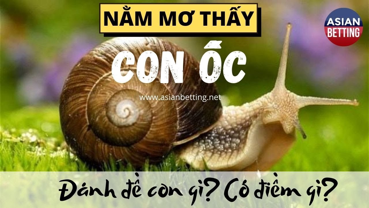 Nhiều con ốc xuất hiện trong giấc mơ