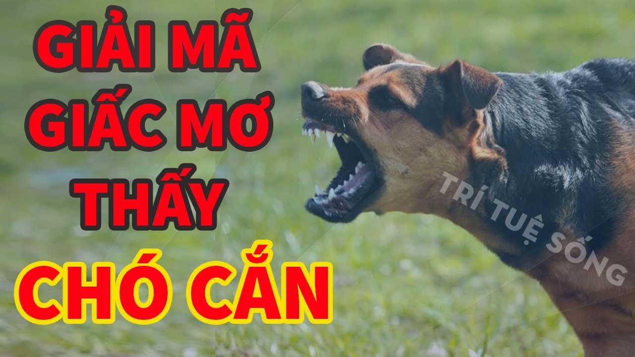 Người nằm mơ thấy chó cắn trong giấc ngủ