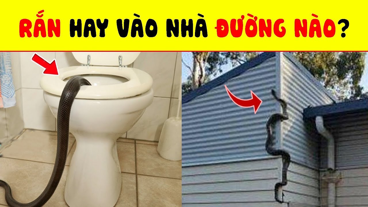 Rắn bò vào nhà trong giấc mơ ban đêm