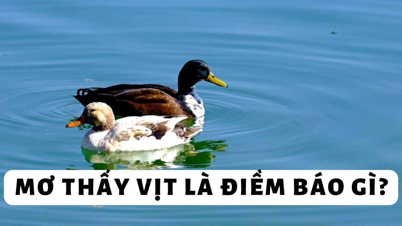 Người nhặt được trứng vịt trong giấc mơ