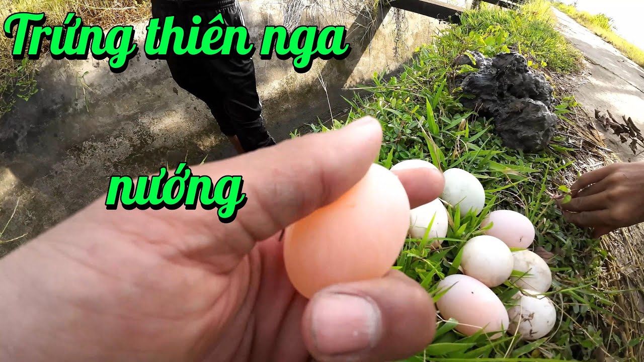 Người nhặt được trứng vịt trong giấc mơ
