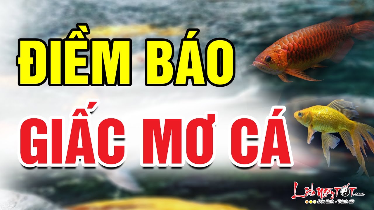 Người nằm mơ thấy cá bơi dưới nước