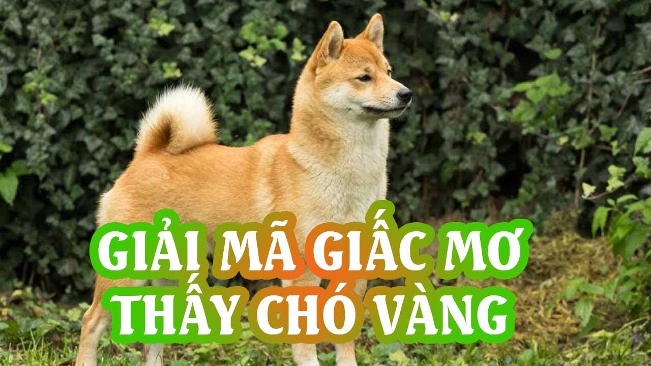 Chó vàng xuất hiện trong giấc mơ ban đêm