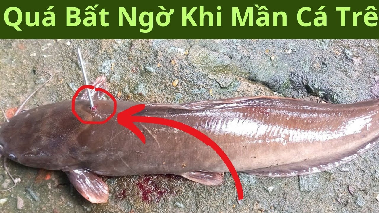 Cá trê xuất hiện trong giấc mơ ban đêm