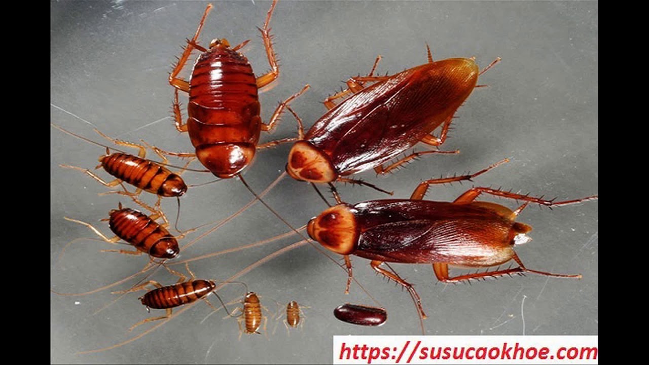 Gián xuất hiện trong giấc mơ ban đêm