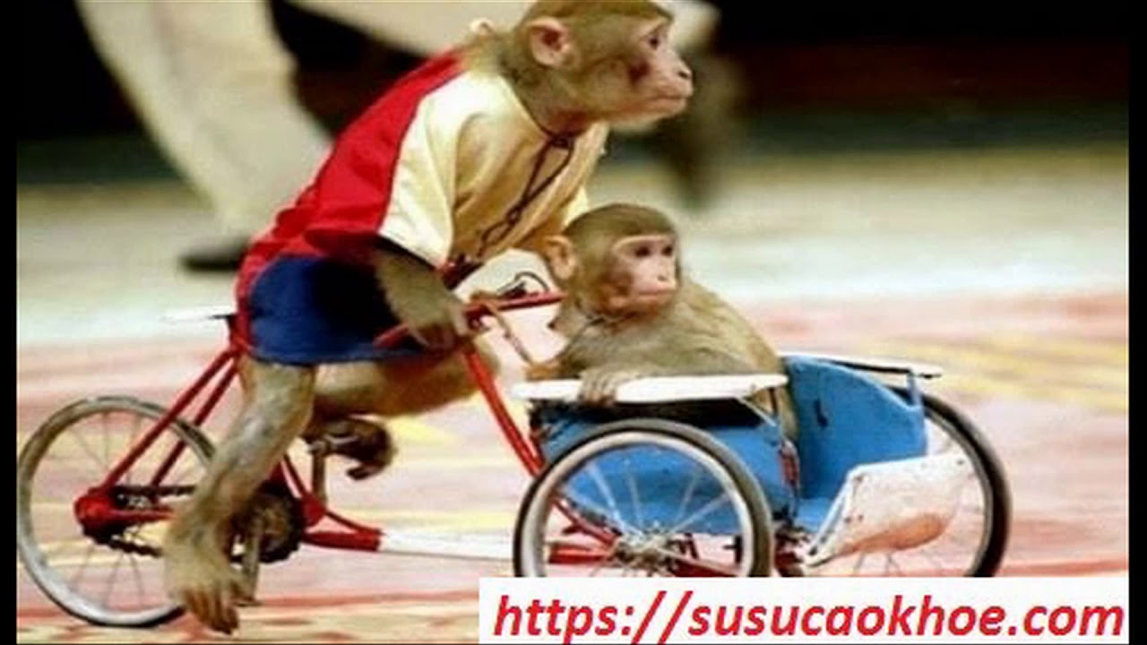 Khỉ xuất hiện trong giấc mơ ban đêm