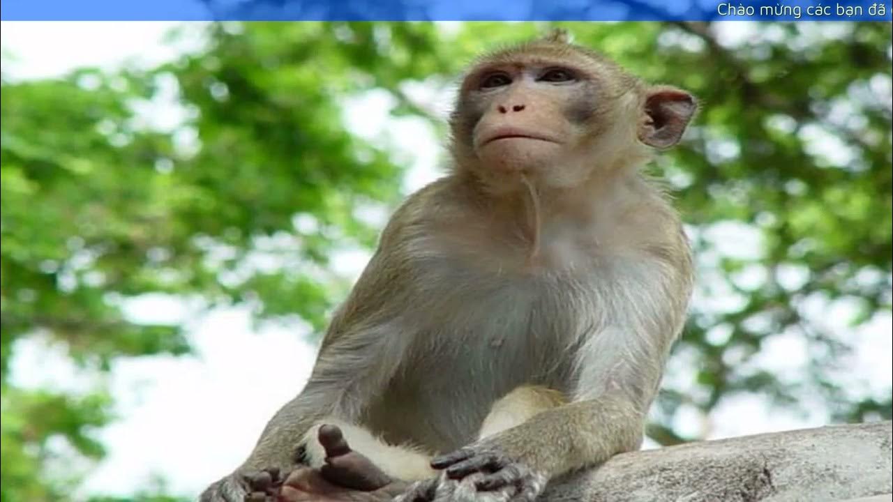 Khỉ xuất hiện trong giấc mơ ban đêm