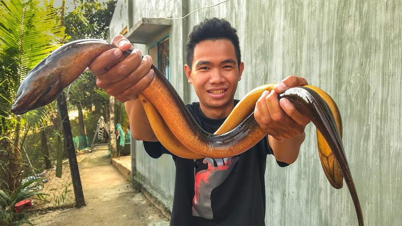 Lươn bơi trong nước giấc mơ ý nghĩa