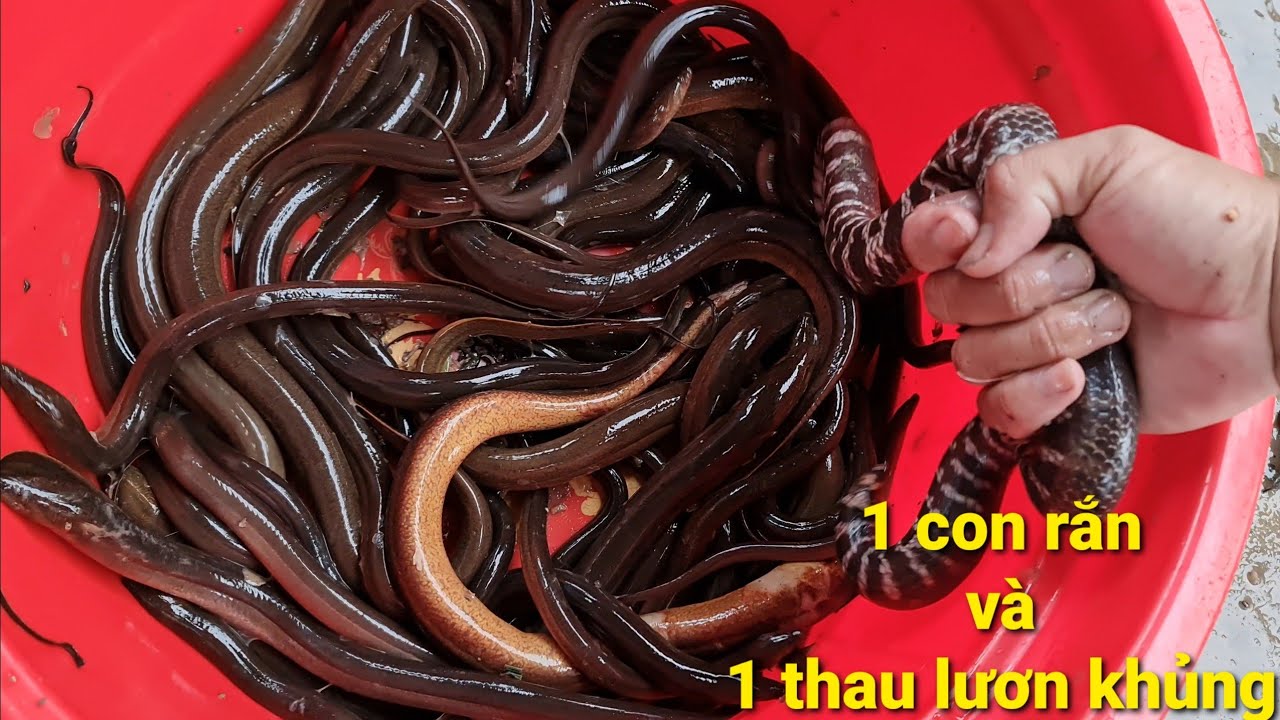 Lươn bơi trong nước giấc mơ ý nghĩa