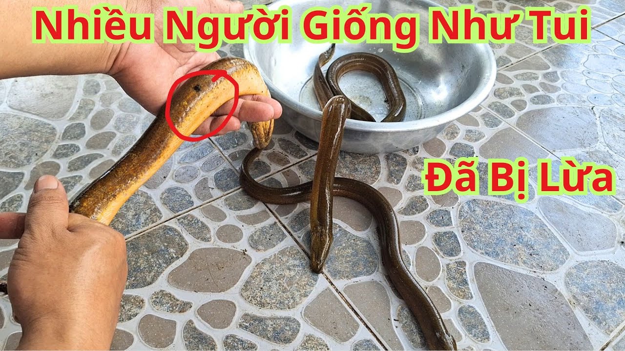 Lươn bơi trong nước giấc mơ ý nghĩa