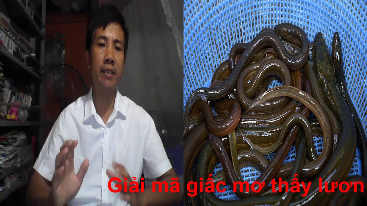 Lươn bơi trong nước giấc mơ ý nghĩa