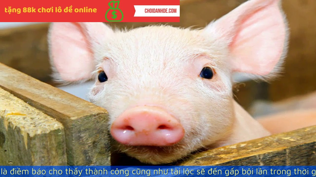 Lợn xuất hiện trong giấc mơ ý nghĩa và điềm báo