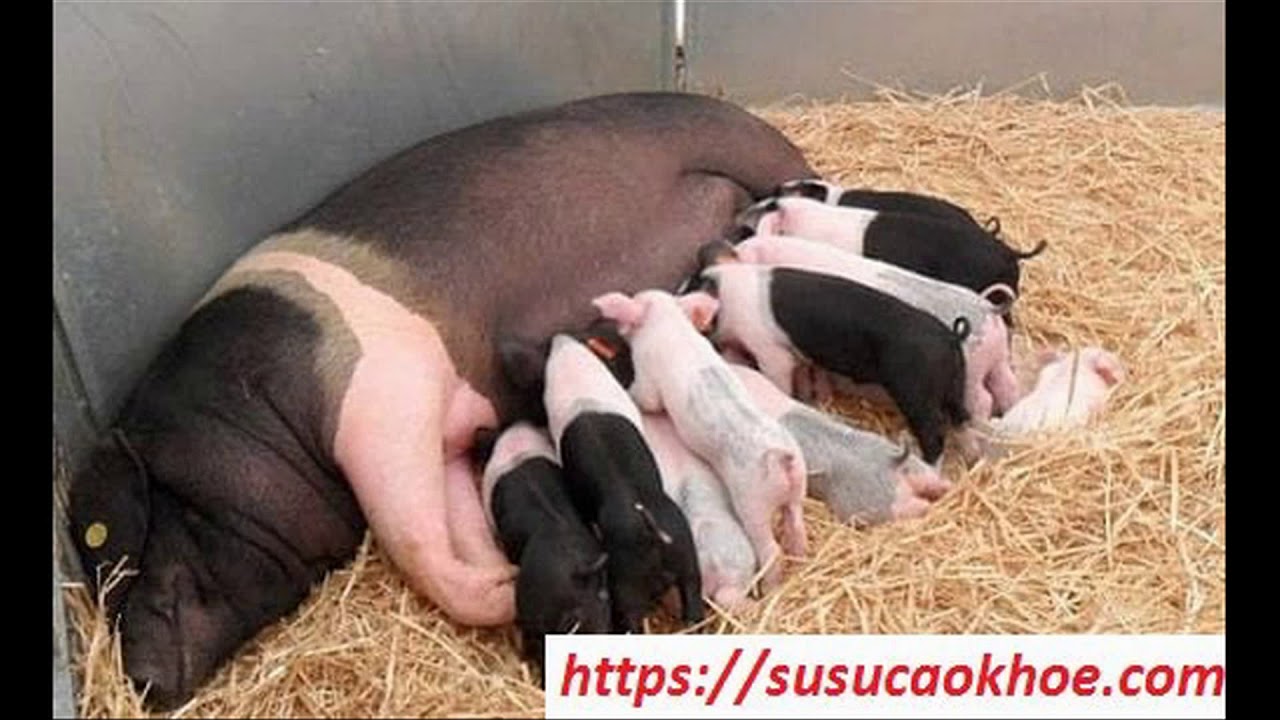 Lợn xuất hiện trong giấc mơ ý nghĩa và điềm báo