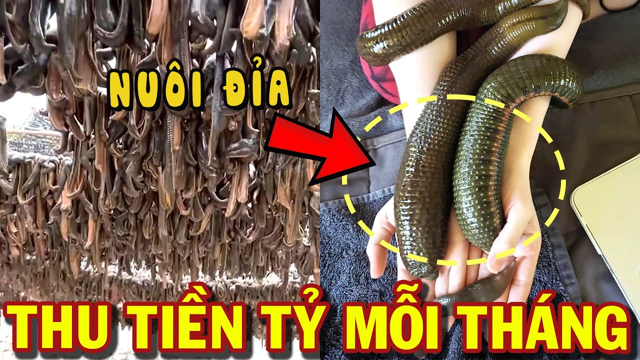 Đỉa xuất hiện trong giấc mơ ý nghĩa gì