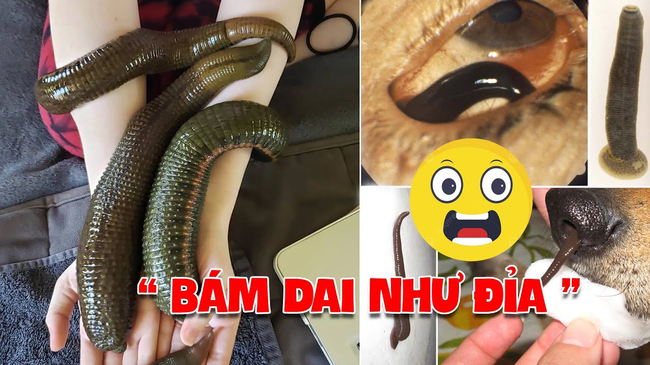 Đỉa xuất hiện trong giấc mơ ý nghĩa gì