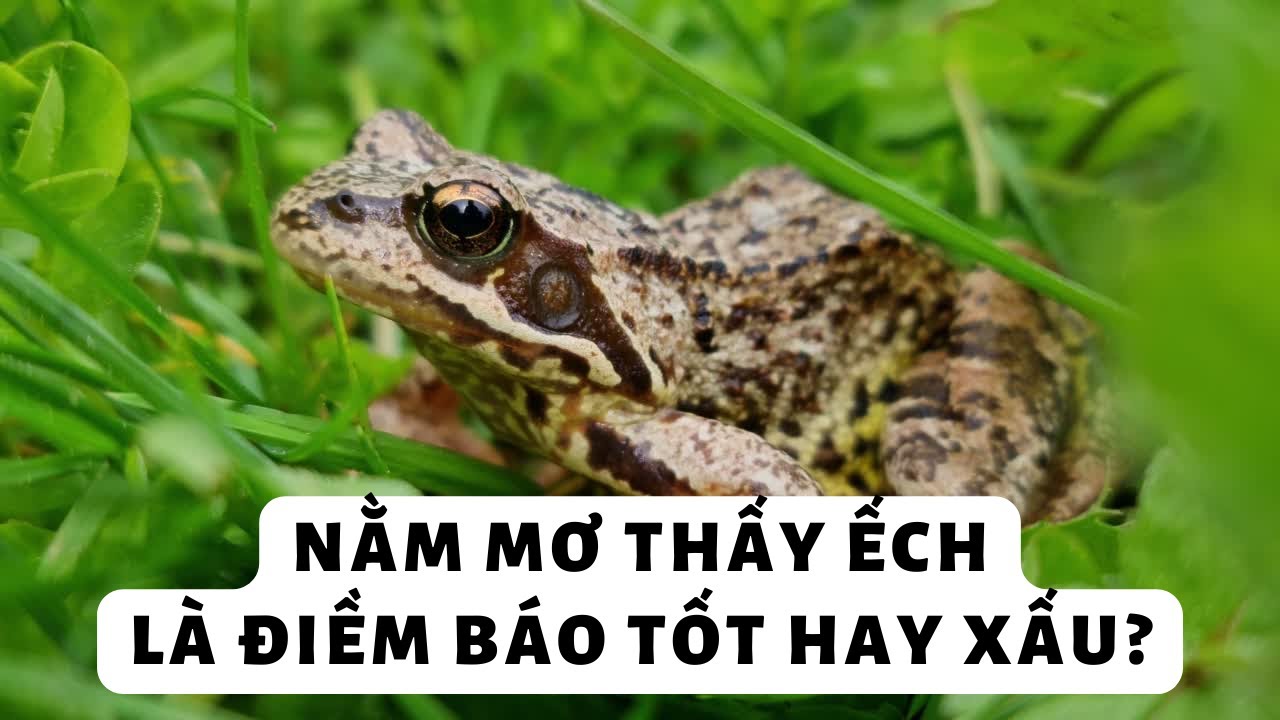 Ếch xuất hiện trong giấc mơ ban đêm