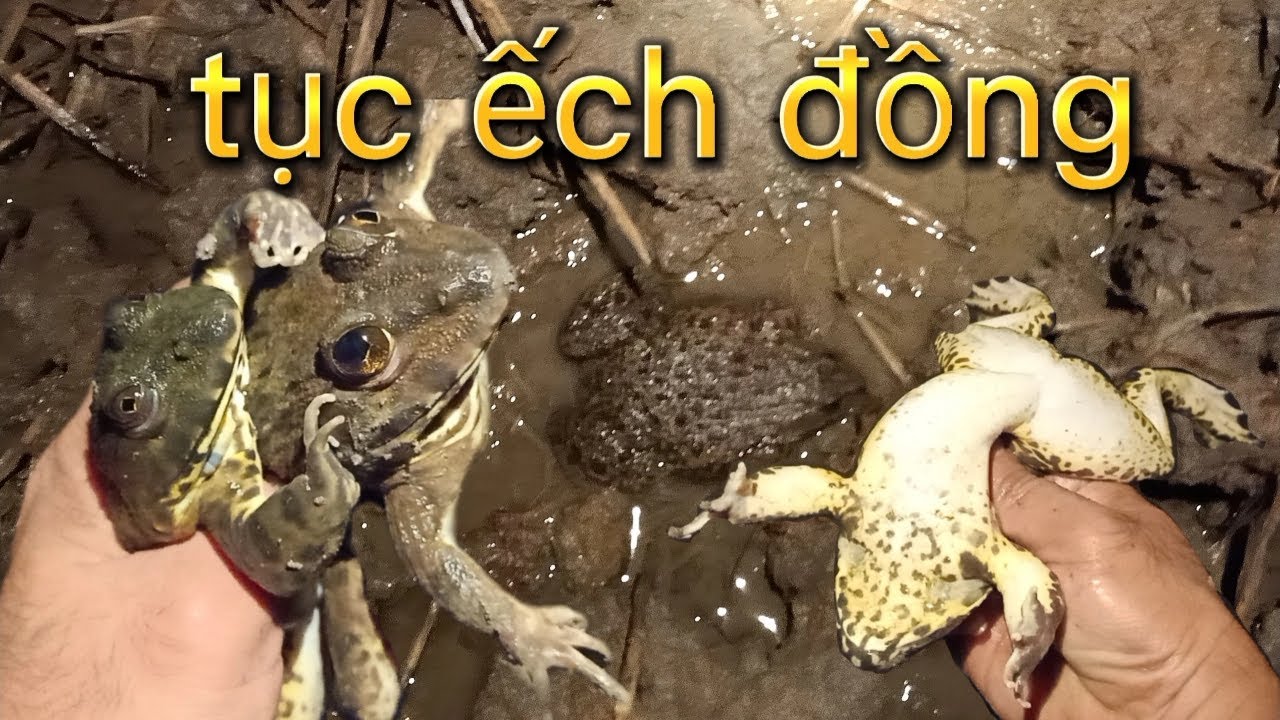 Ếch xuất hiện trong giấc mơ ban đêm