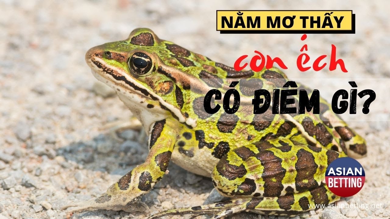 Ếch xuất hiện trong giấc mơ ban đêm