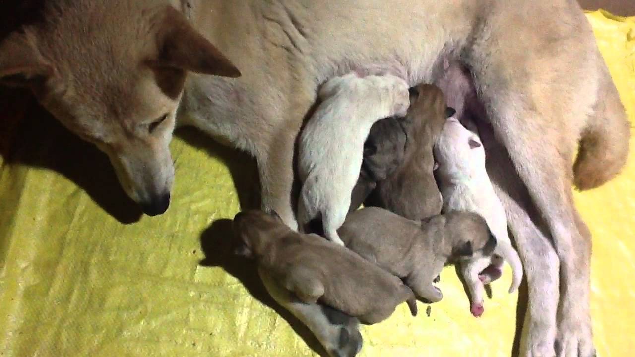 Chó mẹ đang sinh con trong giấc mơ