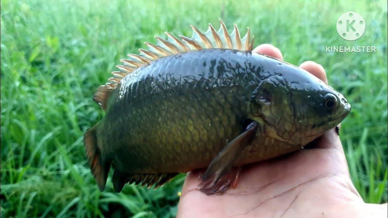 Người nằm mơ câu được cá trắng trên sông
