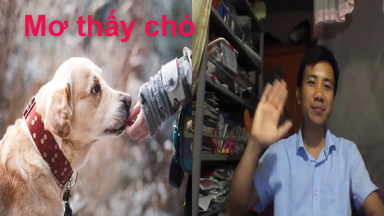 Chó xuất hiện trong giấc mơ ban đêm