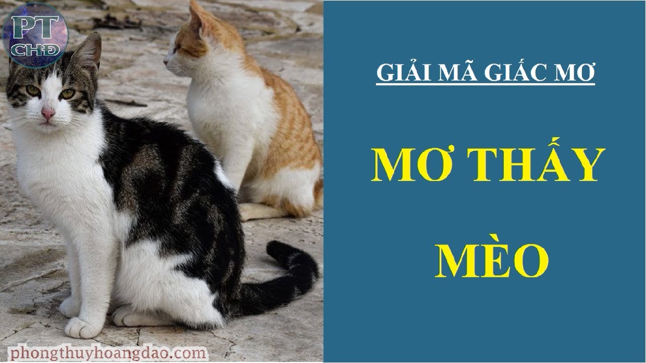 Mèo xuất hiện trong giấc mơ ban đêm