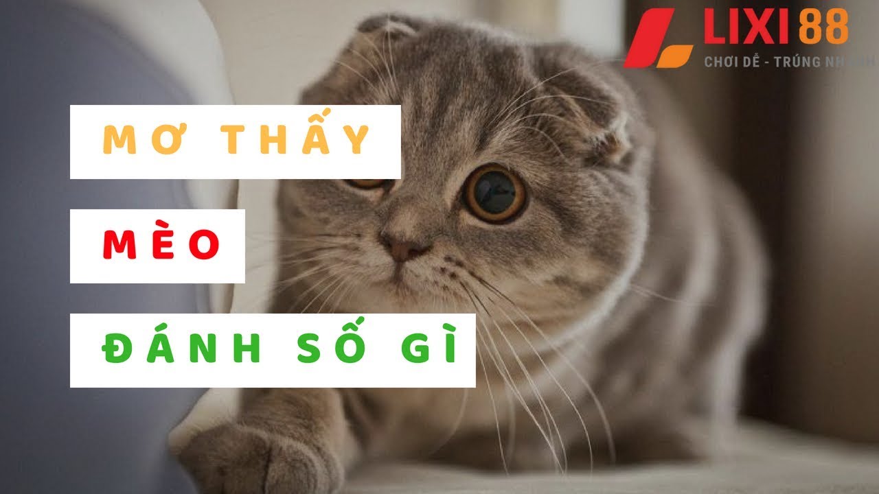 Mèo xuất hiện trong giấc mơ ban đêm