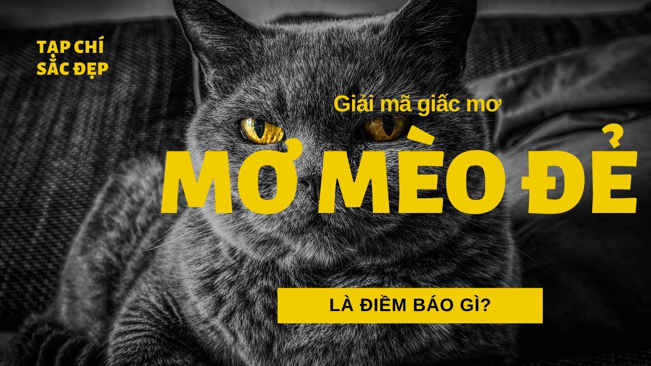 Mèo xuất hiện trong giấc mơ ban đêm