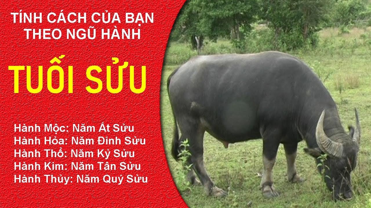 Giải mã tuổi Sửu khắc tuổi nào: Góc nhìn phong thủy, những điều cần tránh và cách hóa giải Tuổi Sửu khắc với tuổi nào trong phong thủy