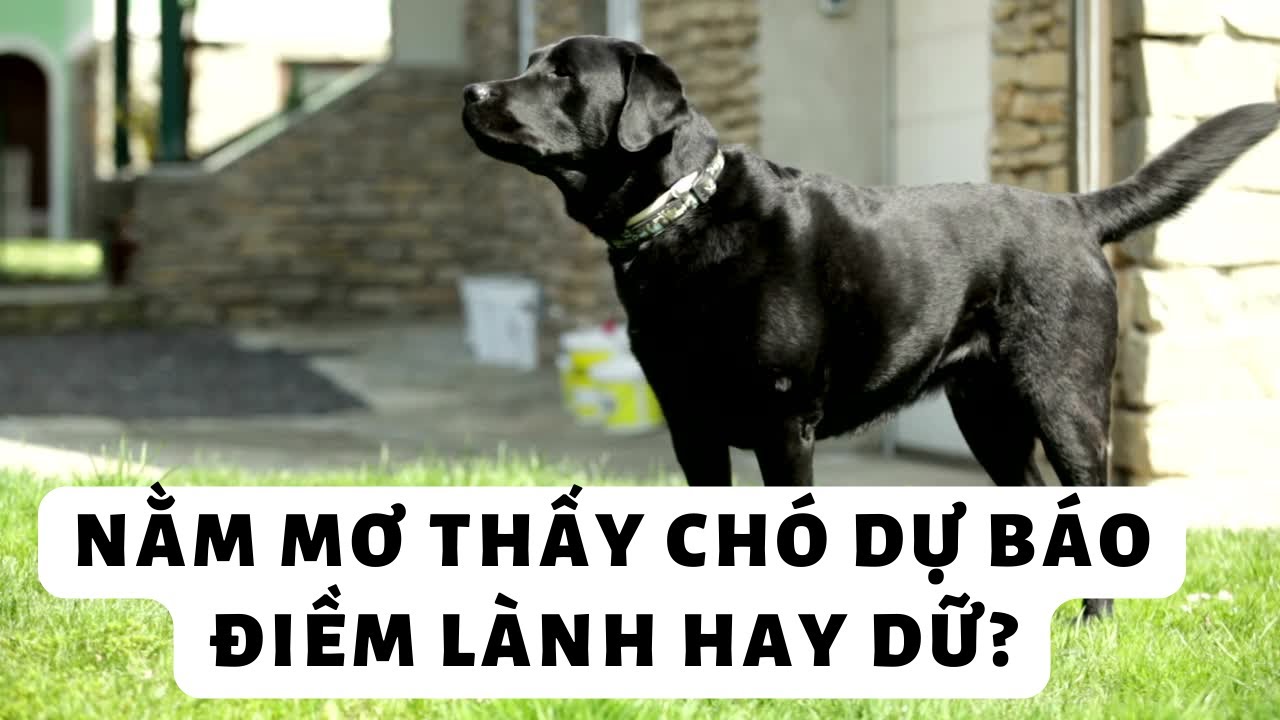 Người nằm mơ thấy cứt trong giấc ngủ