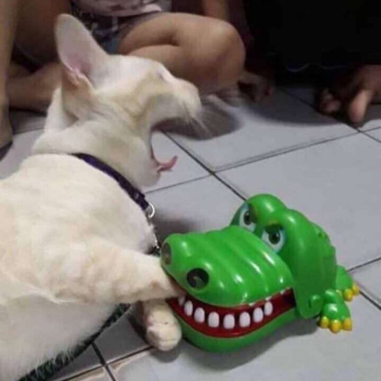 Mèo cắn vào tay nên đánh đề con gì