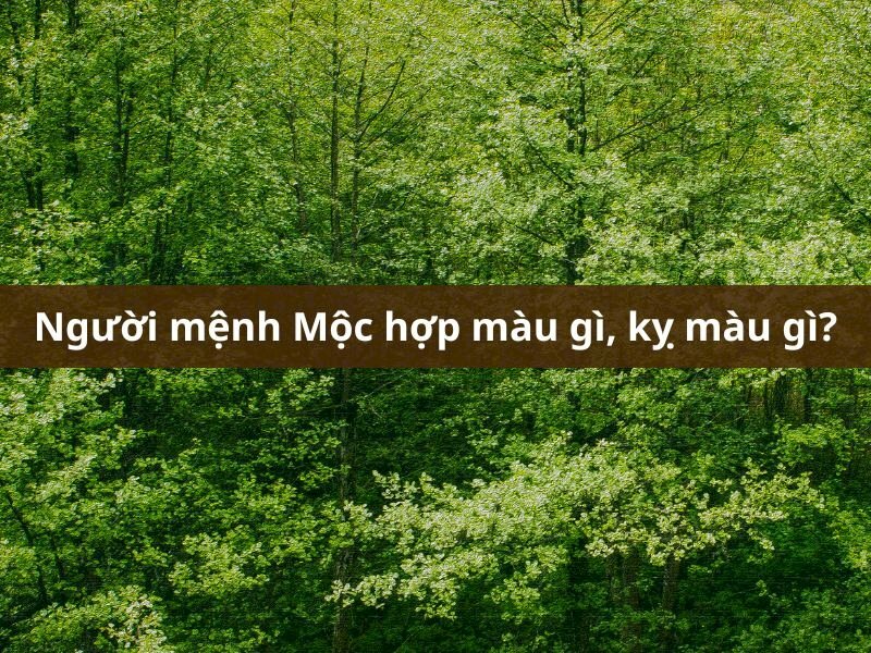 Giải Mã Sâu Sắc: Mệnh Mộc Kỵ Màu Gì? Trải Nghiệm Thực Tế Và Ứng Dụng Phong Thuỷ Hiện Đại Mệnh mộc nên tránh màu trắng và màu vàng