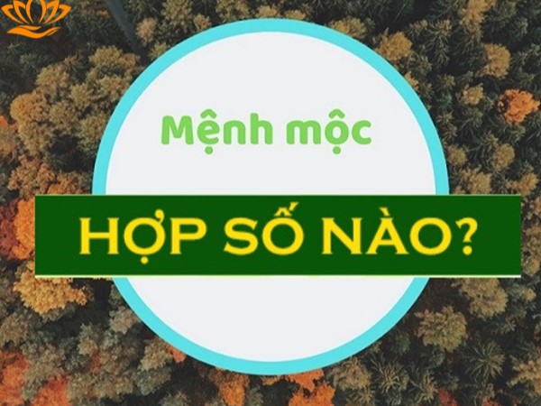 Mệnh Mộc Hợp Số Nào? Giải Mã Ý Nghĩa, Ứng Dụng Thực Tiễn & Những Lưu Ý Phong Thuỷ Số hợp với người mệnh Mộc theo phong thủy