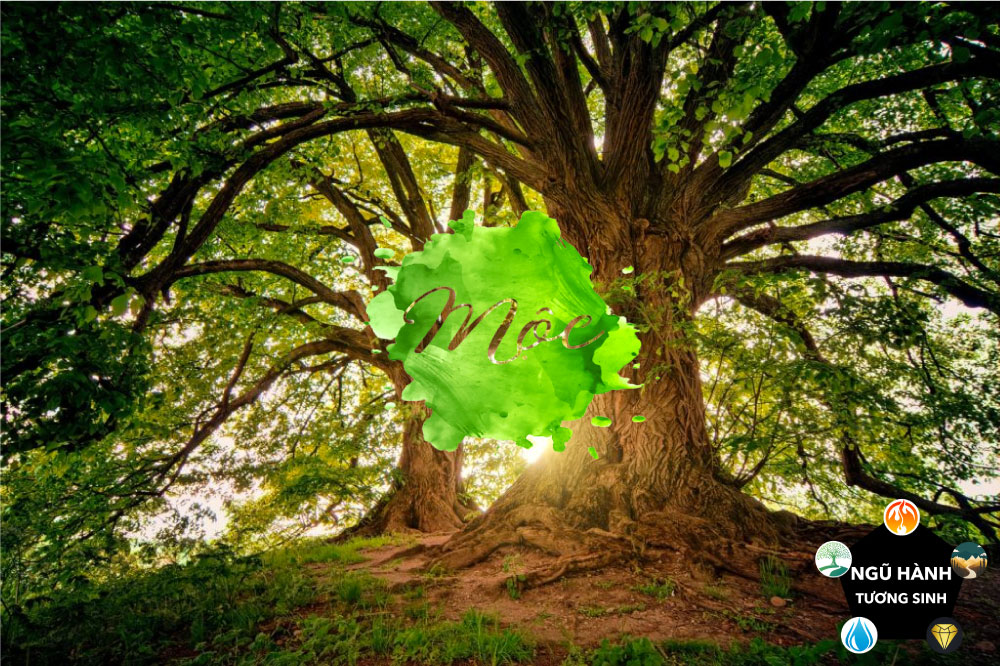 Người mệnh Mộc là gì trong phong thủy